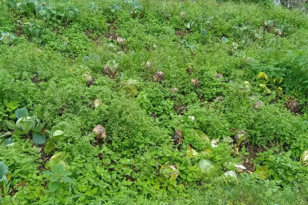 बारीमै कुह्यो बन्दा, सडक अवरुद्ध हुँदा ढुवानी गर्नै पाइएन् 